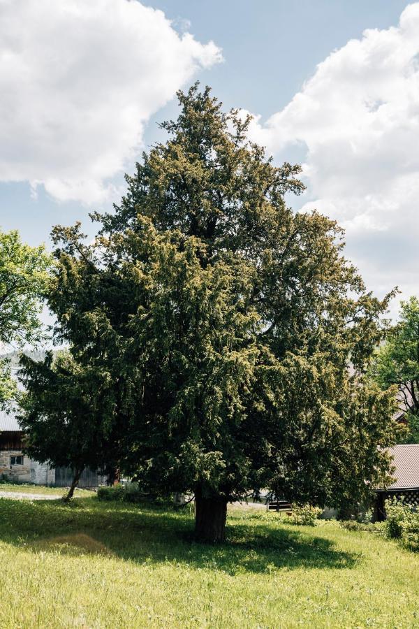 Apartamenty Madzia Wisla Bagian luar foto